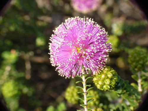 Melaleuca porphyrocephala, 2016-09-09