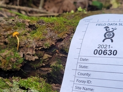 Phaeomarasmius proximans