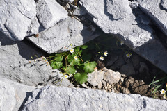 Romanzoffia sitchensis