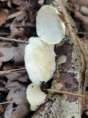 Skeletocutis semipileata