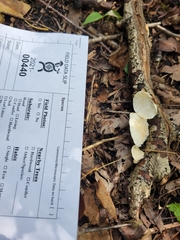 Skeletocutis semipileata