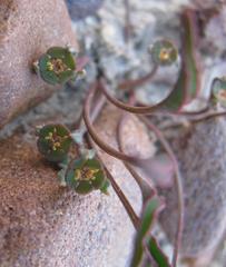 Euphorbia silenifolia