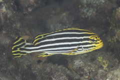 Plectorhinchus vittatus