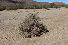 Codon royenii