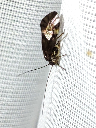 Cloudy brown barklouse photo 5