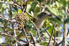 Telophorus olivaceus