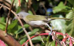 Telophorus olivaceus