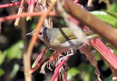 Telophorus olivaceus