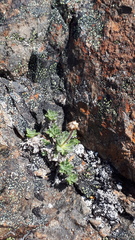 Erigeron salishii