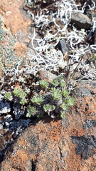 Erigeron salishii