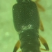 Stenus flavicornis - Photo (c) sabacon, μερικά δικαιώματα διατηρούνται (CC BY-NC-ND), uploaded by sabacon