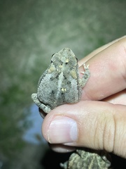 Incilius nebulifer