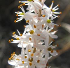 Bulbinella trinervis