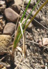 Bulbinella trinervis