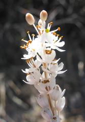Bulbinella trinervis
