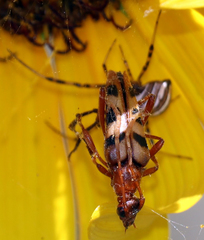 Strangalia sexnotata