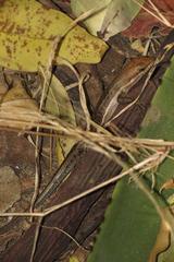 Trachylepis damarana