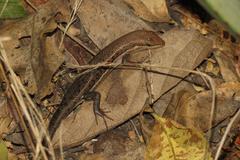 Trachylepis damarana