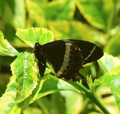 Papilio garamas