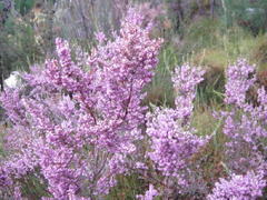 Erica uberiflora