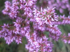 Erica uberiflora