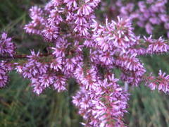 Erica uberiflora