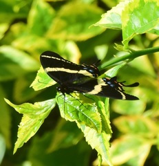 Papilio garamas