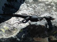 Hemicordylus capensis