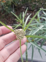 Asclepias fascicularis