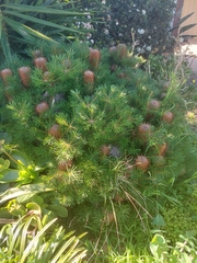 Banksia ericifolia