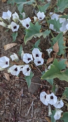 Exodeconus maritimus