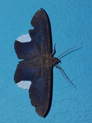 Hemeroblemma leontia