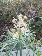 Asclepias fascicularis