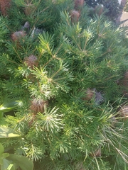 Banksia ericifolia