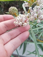 Asclepias fascicularis