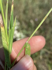 Digitaria cognata