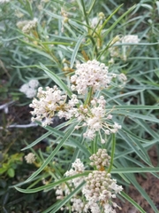 Asclepias fascicularis