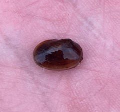 Cyzicus mexicanus