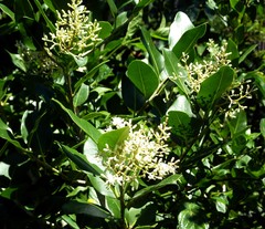Apodytes dimidiata dimidiata