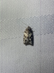 Acleris gloveranus