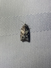 Acleris gloveranus