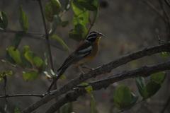 Emberiza flaviventris kalaharica
