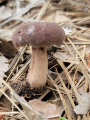 Lactarius mutabilis