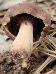 Lactarius mutabilis