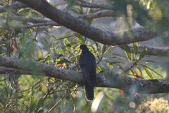 Cuculus clamosus clamosus