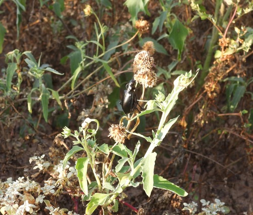 Ground beetle photo 5