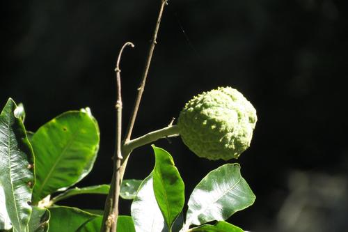 Calodendrum capense