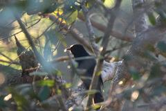 Cuculus clamosus clamosus