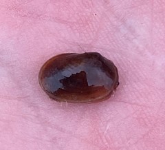 Cyzicus mexicanus