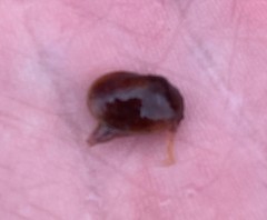 Cyzicus mexicanus